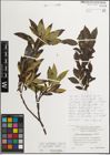 Foto von Salix mielichhoferi Saut. x Salix myrsinifolia Salisb.